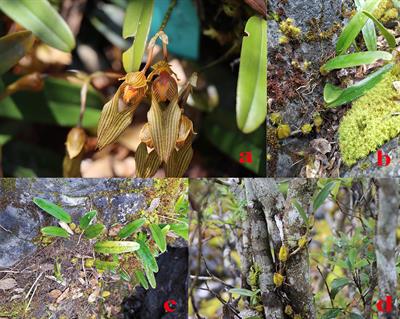 Structure and diversity of mycorrhizal fungi communities of different part of Bulbophyllum tianguii in three terrestrial environments